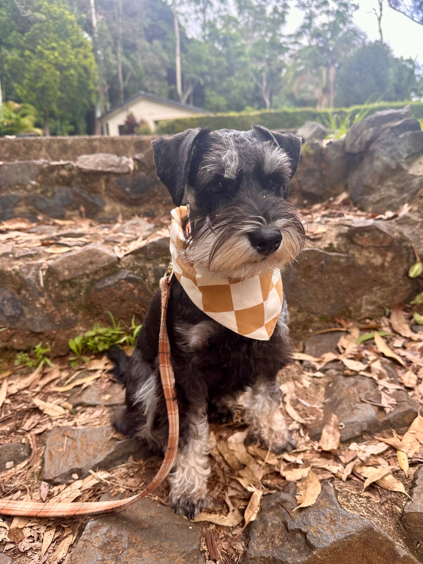 Brandy Dog Bandana