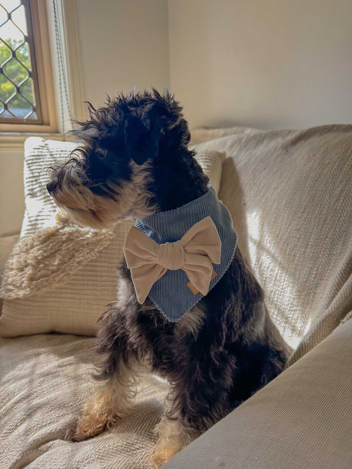 Cove Dog Bow Bandana
