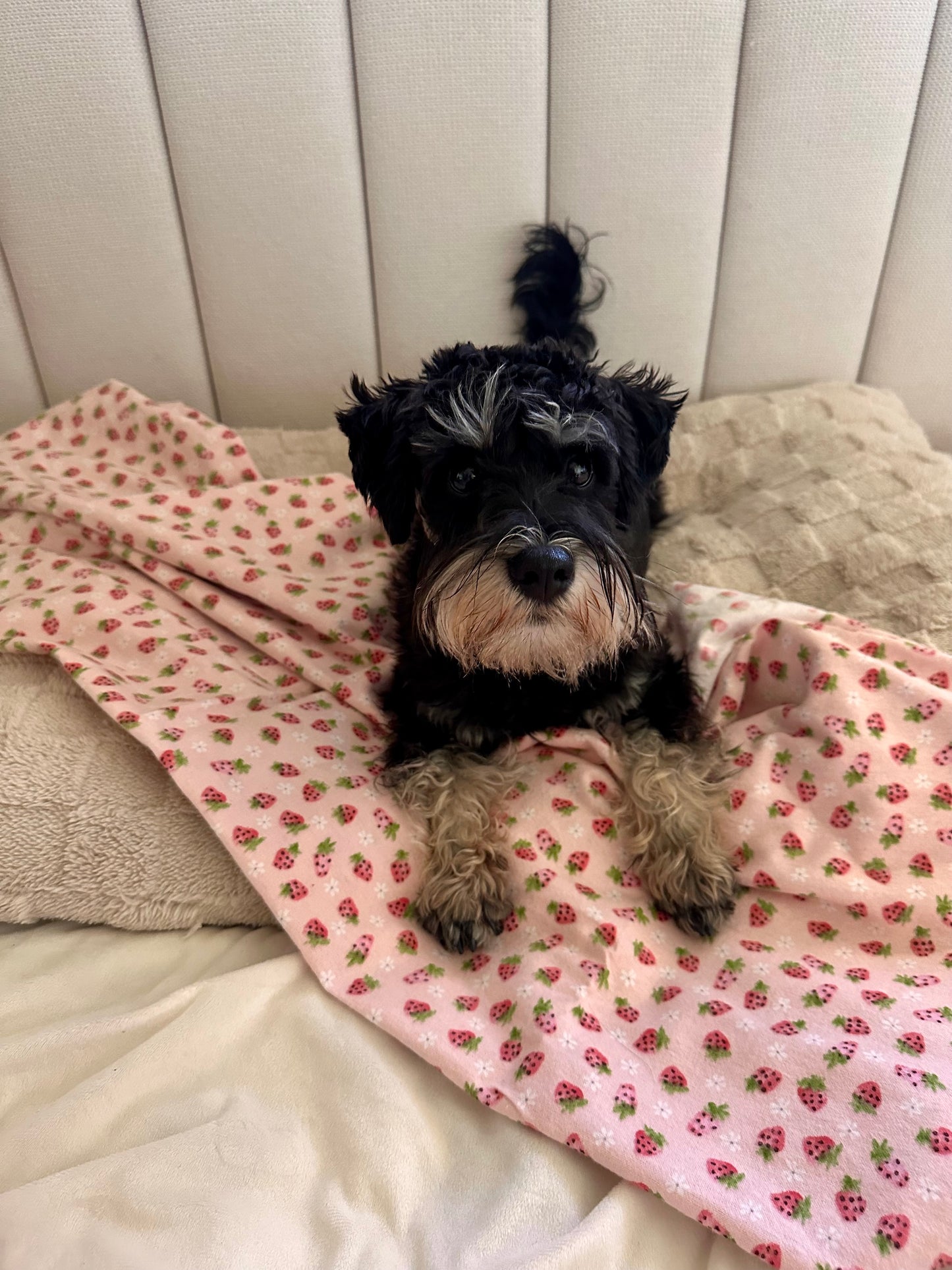 Berry Flannelette Pet Blanket