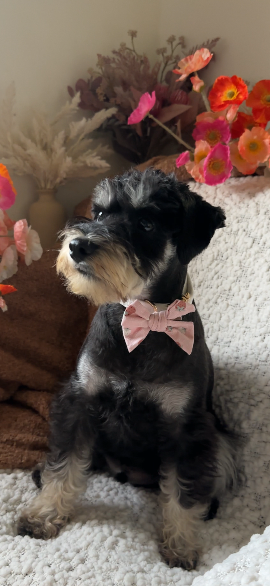 Pawberry Shortcake Dog Bow