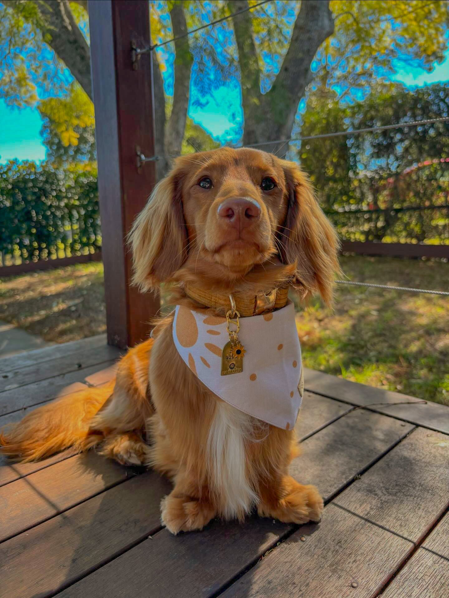 Sunny Dog Bandana