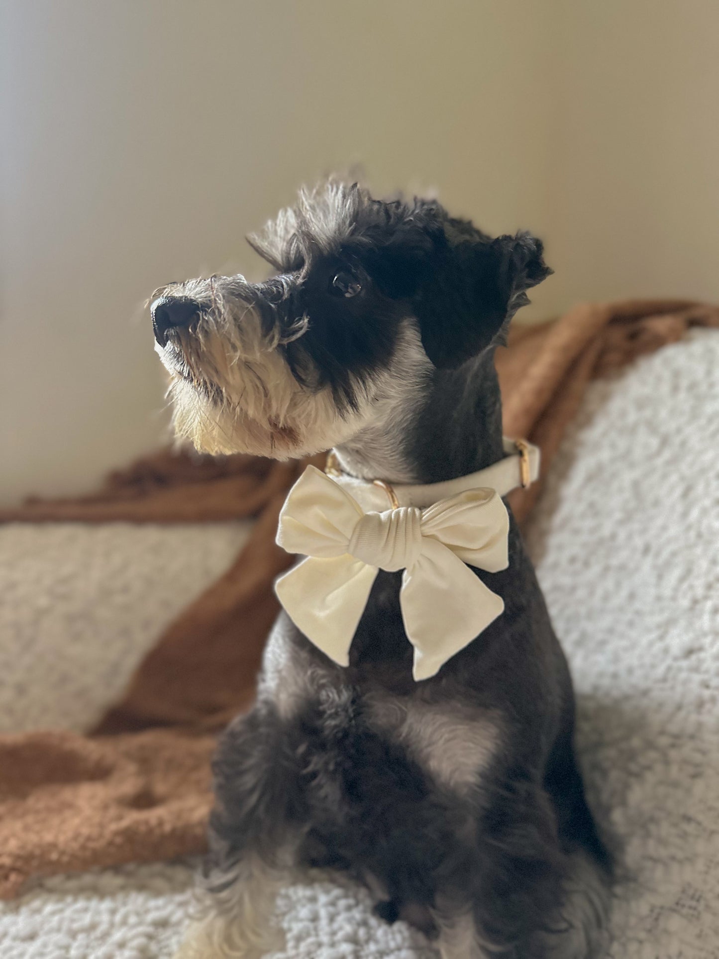 Milkshake Dog Bow