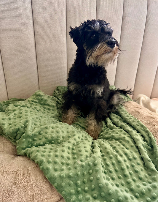 Basil Minky Dot Pet Blanket