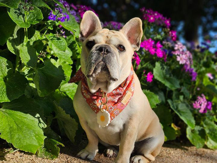 Millie Dog Bandana